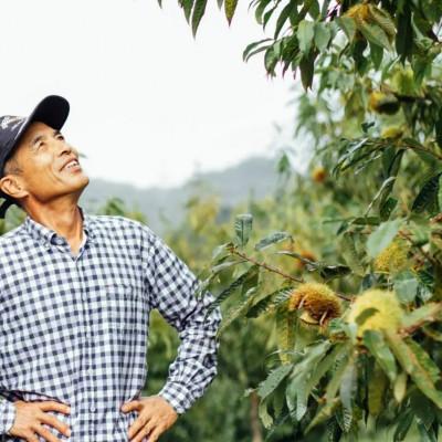 ふるさと納税 綾部市 【京栗】冷凍むき栗　1kg(500g×2P)　氷蔵丹波栗【訳あり】 |  | 03