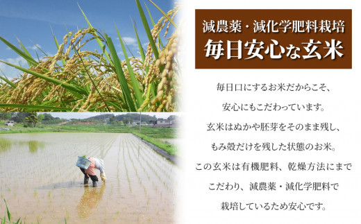 【令和8年産 新米】八重原産コシヒカリ玄米「謙太郎米」1kg お試し｜特別栽培米（減農薬・減化学肥料栽培）【太陽と大地】