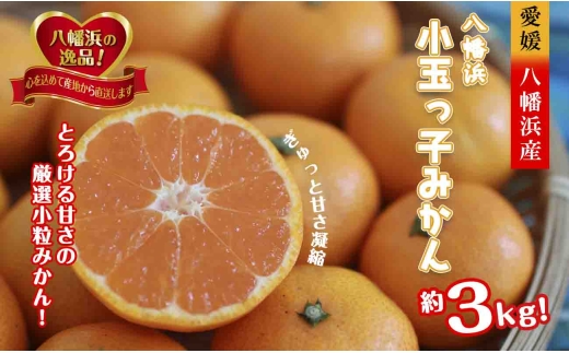 2026年11月～順次出荷　小粒・濃厚な味わい!!「八幡浜小玉っ子みかん」約3kg＜A39-80＞【1639302】 YWTF055