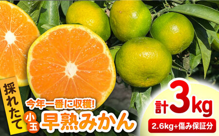 ★小玉★早熟みかん 計3kg（2.6kg＋400g傷み保証分） / 佐賀県 / 山本農園 [41ATBT005]
