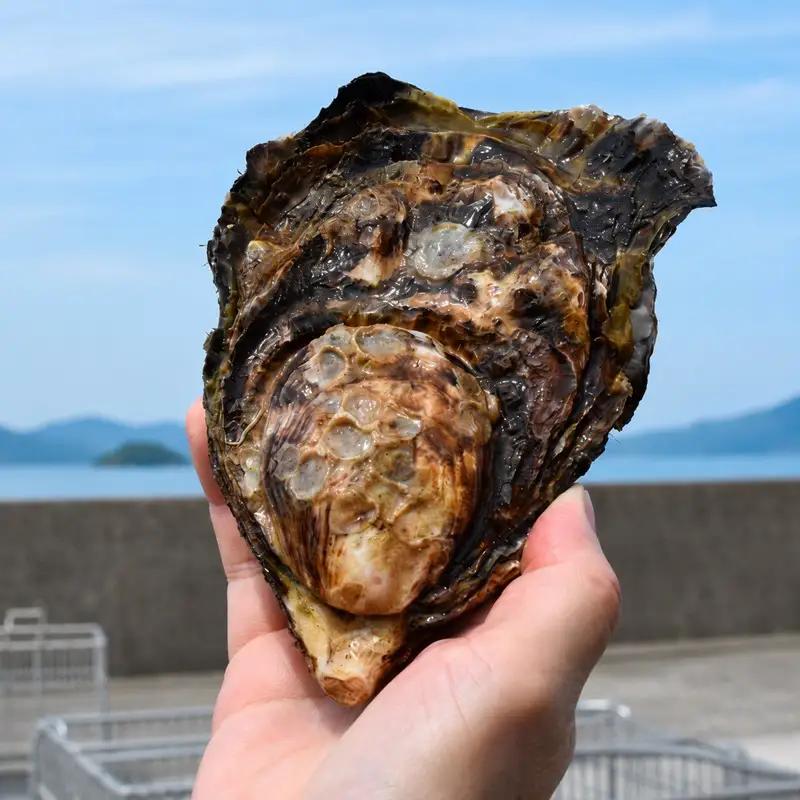 多度津白方 りょうせん 大粒夏牡蠣約２kg（生食用）【B-77】