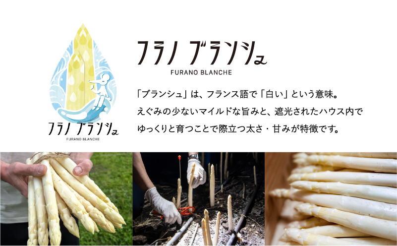 先行予約 【 2026年 発送 ！】 北海道 上富良野産 ホワイトアスパラガス 3L サイズ 400g アスパラ ホワイト アスパラガス 上富良野町 令和7年発送 野菜 やさい 