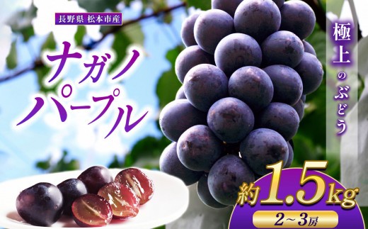 
                  【先行受付】松本市産　ナガノパープル　1.5kg（2～3房） │ 特選 贈答用 プレゼント用 果物 フルーツ ぶどう  葡萄 プレゼント ナガノパープル  種なし 信州産 長野県 松本市
                