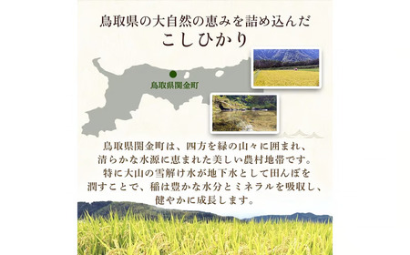 【在庫限定】令和7年産米 コシヒカリ 10kg （山崎農園）数量限定 米 きぬむすめ