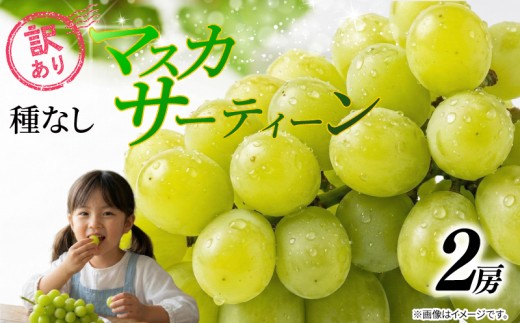 訳あり マスカット マスカサーティーン 2房 1kg 以上 2026 年発送分 数量限定 先行予約 種なし 葡萄 ぶどう ご自宅用 産地直送 農家直送 直売 減農薬 有機栽培 フルーツ 果物 果実 くだもの 果肉 デザート 旬 味覚 糖度 フレッシュ 新鮮 甘い ジューシー お取り寄せ グルメ ふるさと納税 送料無料 千葉県 銚子市 加瀬農園 【8月中旬から9月中旬に順次発送予定】