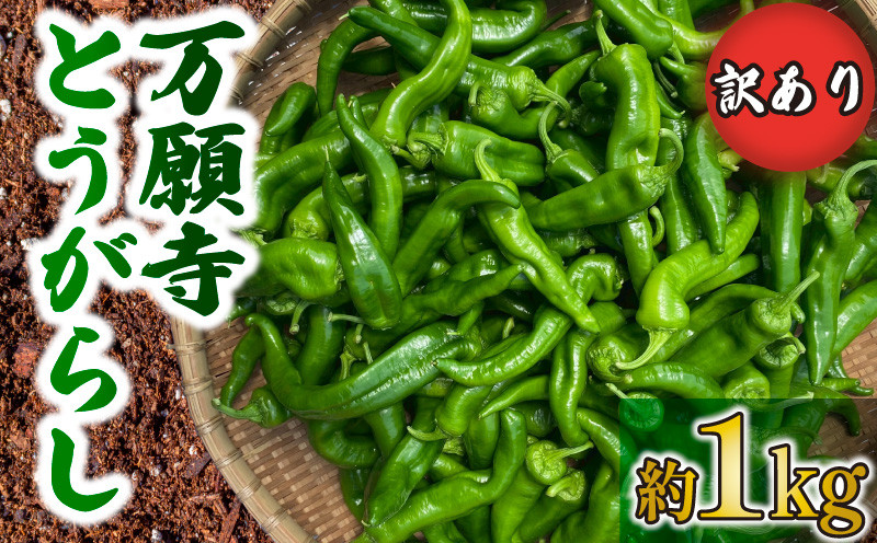 
            訳あり 万願寺とうがらし 1kg 野菜 夏野菜 京野菜 産地 直送 伝統 とうがらし 特産品 地場野菜 唐辛子 万願寺唐辛子 旬 揚げ物 炒め物  井手町 京都
          