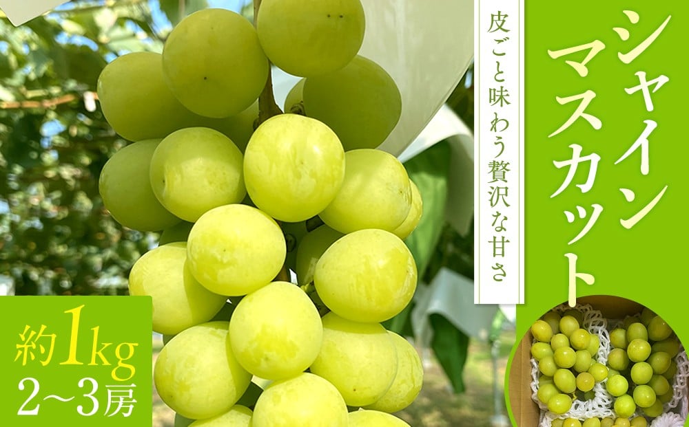 
                  シャインマスカット(約1kg、2～3房)　
                