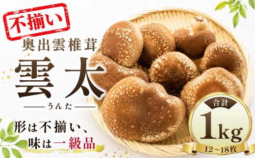 
                  奥出雲椎茸「雲太」不揃い1kg【椎茸 ジャンボ椎茸 生しいたけ しいたけ 生椎茸 シイタケ 不揃い 雲太 12枚 15枚 18枚 肉厚 収穫直後 新鮮 菌床栽培 国産 きのこ キノコ 野菜 料理 食品 サイズ不揃い】
                