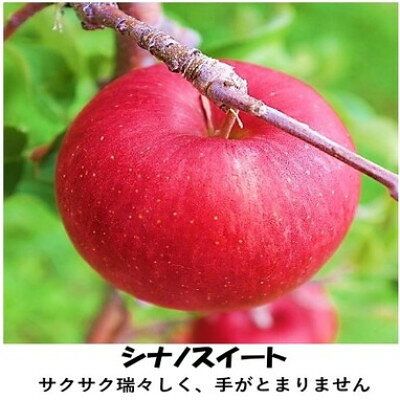 【ふるさと納税】信州りんごシナノスイート　7個～12個(計約2.8kg)【1748766】