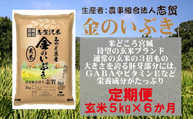 【令和7年産新米】玄米 定期便 6ヶ月 金のいぶき 5kg 志賀沢米 岩沼産 お米 ブランド米 5キロ こめ ご飯 ライス 玄米ごはん 玄米ご飯 きんのいぶき 金のいぶき玄米 東北 宮城県産 米定期便 6回 半年 お楽しみ 宮城米 宮城県 岩沼市