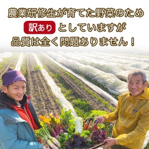【12回定期便】かたもとオーガニックファームの農業研修生が育てたお野菜セット 野菜
