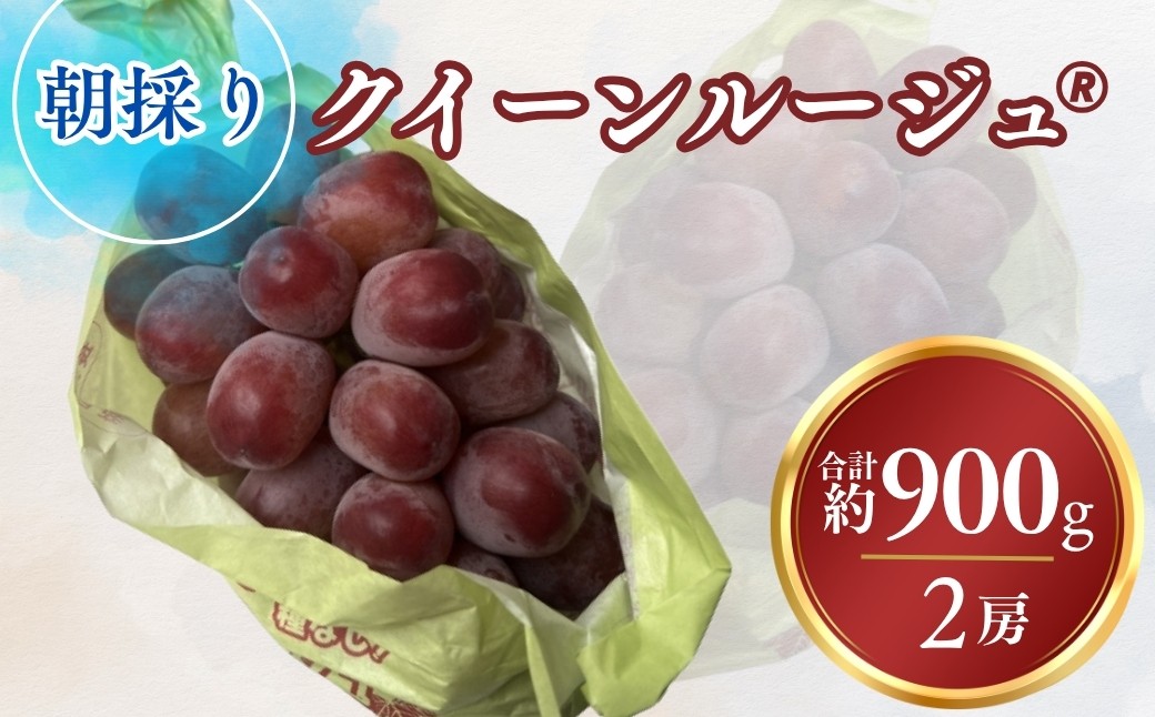
                  【2026年先行予約】ぶどう クイーンルージュ🄬 合計約900g｜果物 フルーツ 赤ぶどう 葡萄 ブドウ 種無し 種なし 皮ごと 千曲市 長野県 信州
                