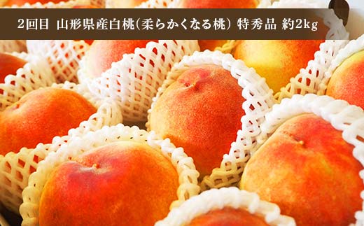 令和8年6月発送開始 山形県 厳選のフルーツ！ 山形県旬のフルーツ定期便Ａ 全3回 佐藤錦 白桃 ラフランス 期間限定 数量限定 山形県産 サクランボ 桃 梨 フルーツ 果物 くだもの 贈答 F4A-