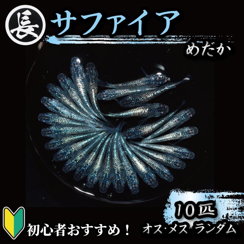 【ふるさと納税】 魚介 魚類 魚 サファイア オス・メス ランダム 10匹 めだか 飼育 初心者 おすすめ 水槽 インテリア 生物 鑑賞 美 静岡県 牧之原市 丸長