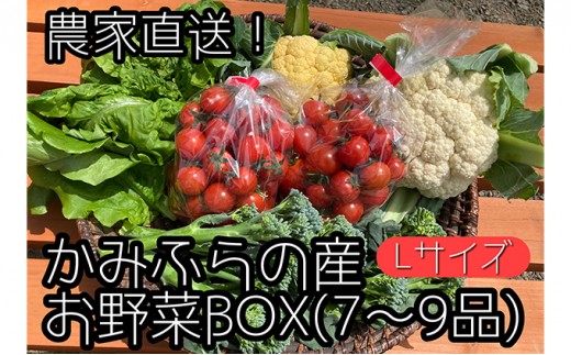 
                  【令和7年産】農家直送！ミニトマト500g入り！かみふらの秋の味覚ボックスL（7～9品入り） 野菜 セット 詰合せ JGAP認証農場 
                