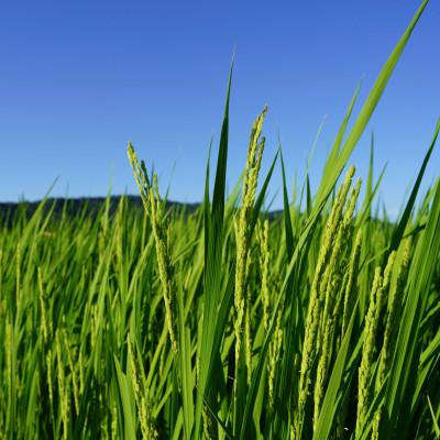 ふるさと納税 南陽市 【令和7年産新米】　山形県産つや姫　精米5kg　栽培期間中農薬使用8割減特別栽培米【S1787】 |  | 02