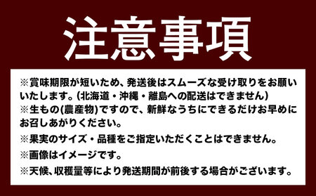 人気フルーツ全3回（7月・9月・11月）定期便 厳選館《7月上旬-11月末頃出荷》日高川町 果物 フルーツ 和歌山の 桃 種なし ピオーネ 有田 みかん 送料無料【配送不可地域あり】