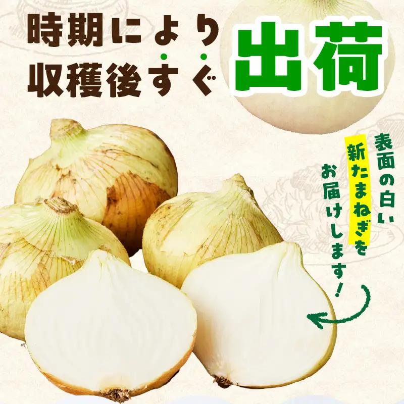 【先行予約】射手矢さんちの泉州たまねぎ 5kg