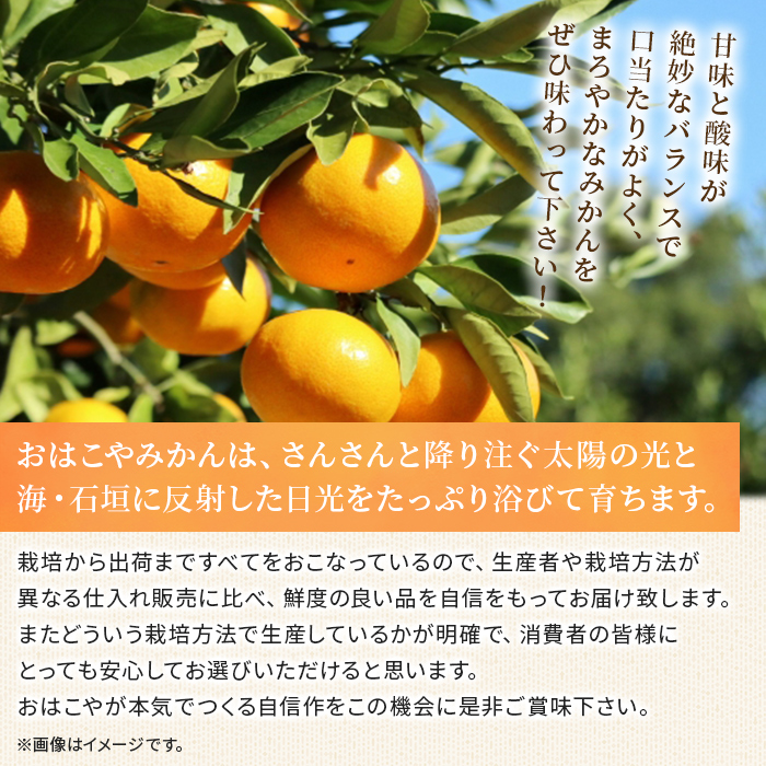 ＜おはこやがつくる 高品質みかん 約2kg（S～Lサイズ）＞ 果物 くだもの フルーツ 柑橘 みかん ミカン 蜜柑 まろやか 絶妙 特産品 西宇和 愛媛県 西予市