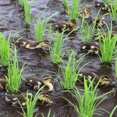 ふるさと納税 高原町 令和7年産 高原町産 無農薬合鴨米(玄米)5kg　TF424 |  | 03