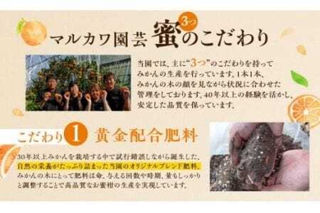 ≪先行予約≫ 濃厚ハウスみかん『蜜ツ星』秀品２kg（Sサイズ25玉）