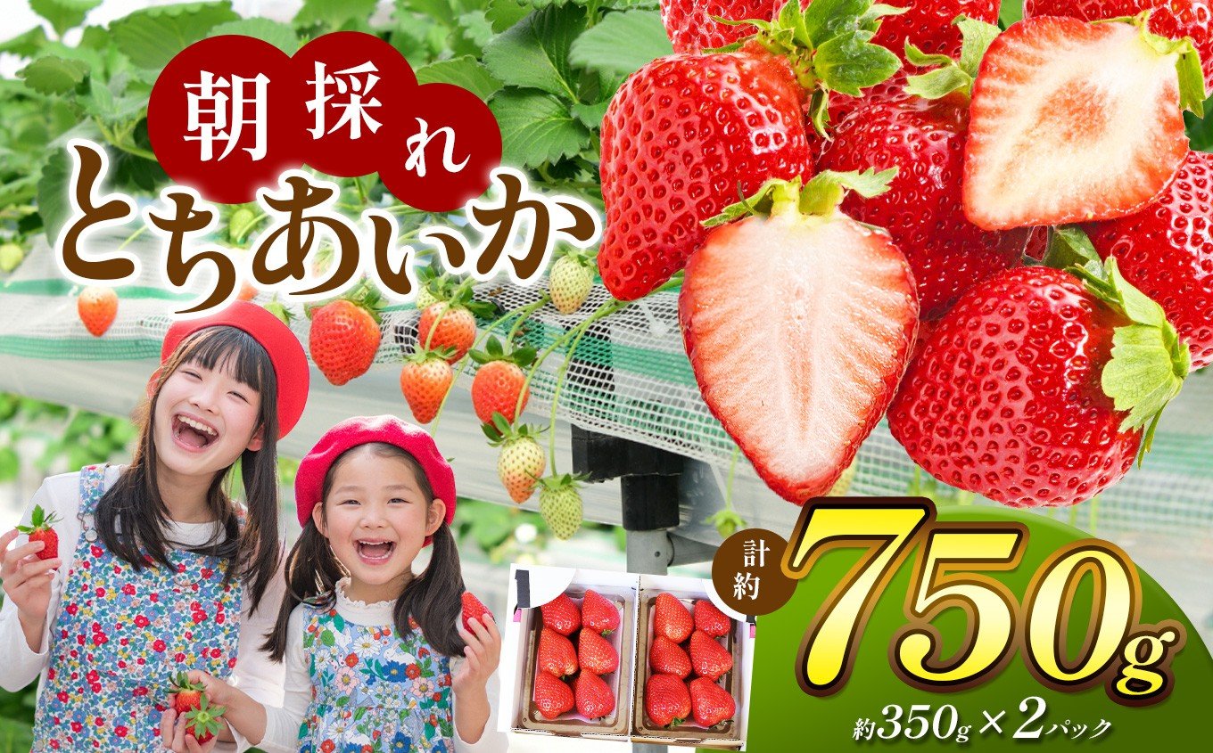 
            【栃木県共通返礼品】【贈答用】朝採れいちご とちあいか 350g×2P | いちご とちあいか 朝採れ 贈答用 大粒 新鮮 甘い 美味しい 果物 デザート 栃木県 那珂川町
          