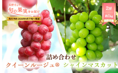 ぶどう  長野市産 クイーンルージュ(R) シャインマスカット 2房 約1kg 詰め合わせ セット お楽しみ 食べ比べ 葡萄 ブドウ 果物 フルーツ デザート おやつ 信州 高糖度 高級品種 食べ比べ 2026年秋発 
