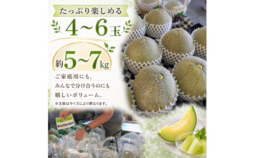タカミメロン4～6玉（5～7kg）【6月中旬～7月末頃に発送】 青肉メロン メロン フルーツ 果物 白石農園 千葉県 富津市 ギフト 贈り物