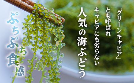 宜野座村の海ぶどう（100g×5パック）
