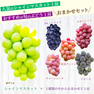 【先行受付】厳選！旬のぶどう詰め合わせ約1kg（2房） 2026年9月上旬から順次発送 種なし シャインマスカット 品種 農園おまかせ ピオーネ BKシードレス 安芸クイーン クイーンニーナ スカーレ