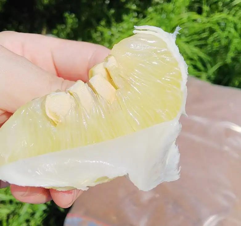 土佐文旦 5kg 家庭用 文旦