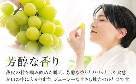 【先行予約】オアシス・プレミアム・シャイン 1kg（鳥取砂丘地栽培）｜ シャインマスカット 種なし 葡萄 ぶどう 産地直送 フルーツ 果物 甘い 人気 ※2024年8月下旬～11月上旬頃に順次発送予定