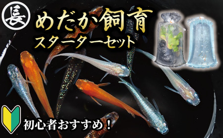 【メダカ】 スターター セット アクアリウム  めだか