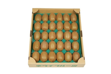 東伊豆・佐藤農園のキウイ　贈答用　約2.5kg（Mサイズ～3Lサイズ） 1333 ／ 佐藤農園 果物 フルーツ 農家直送 静岡県 東伊豆町