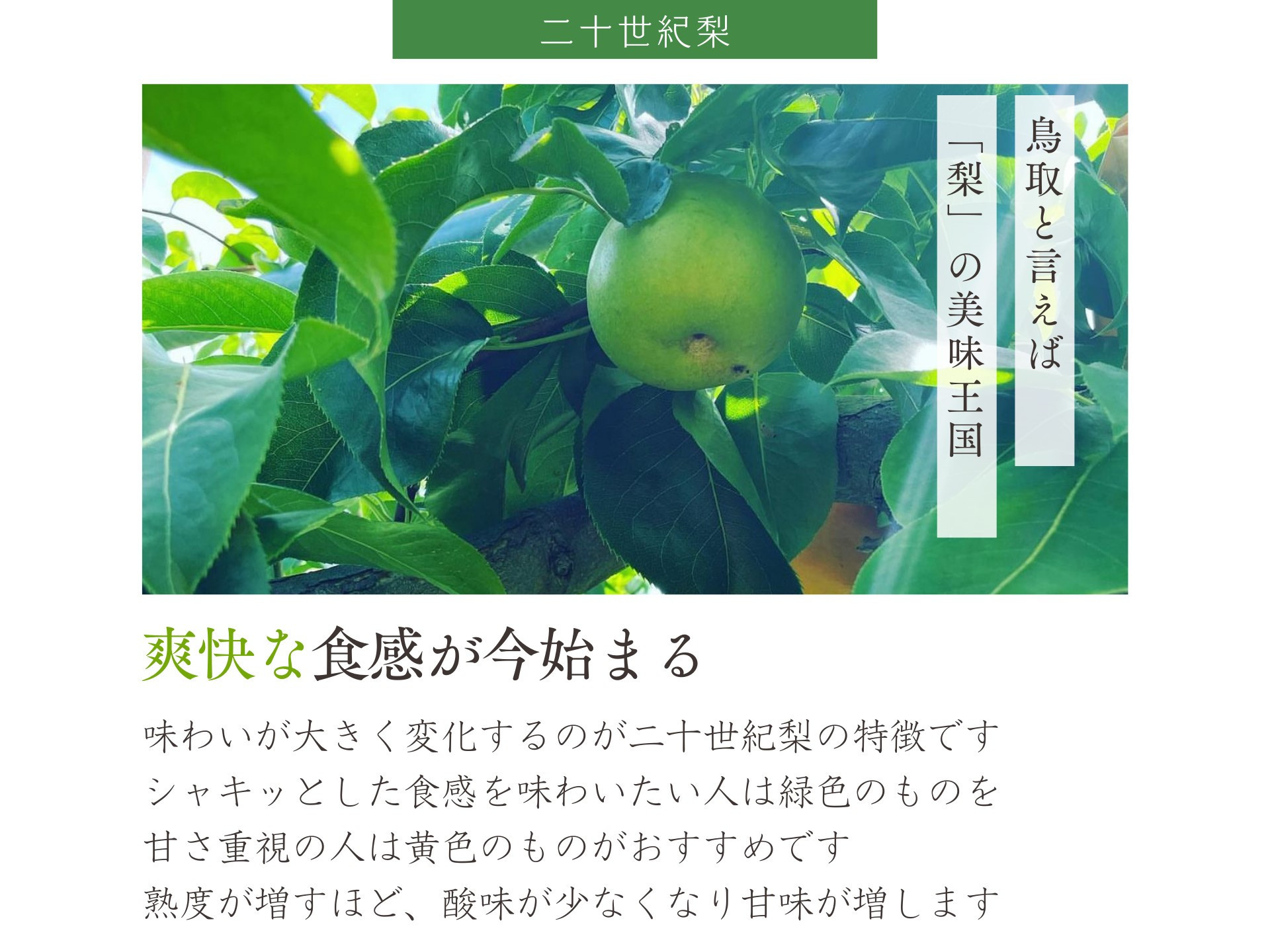 鳥取県産 梨 優品 ご自宅用 二十世紀梨 5kg 【鳥取県 境港市】
