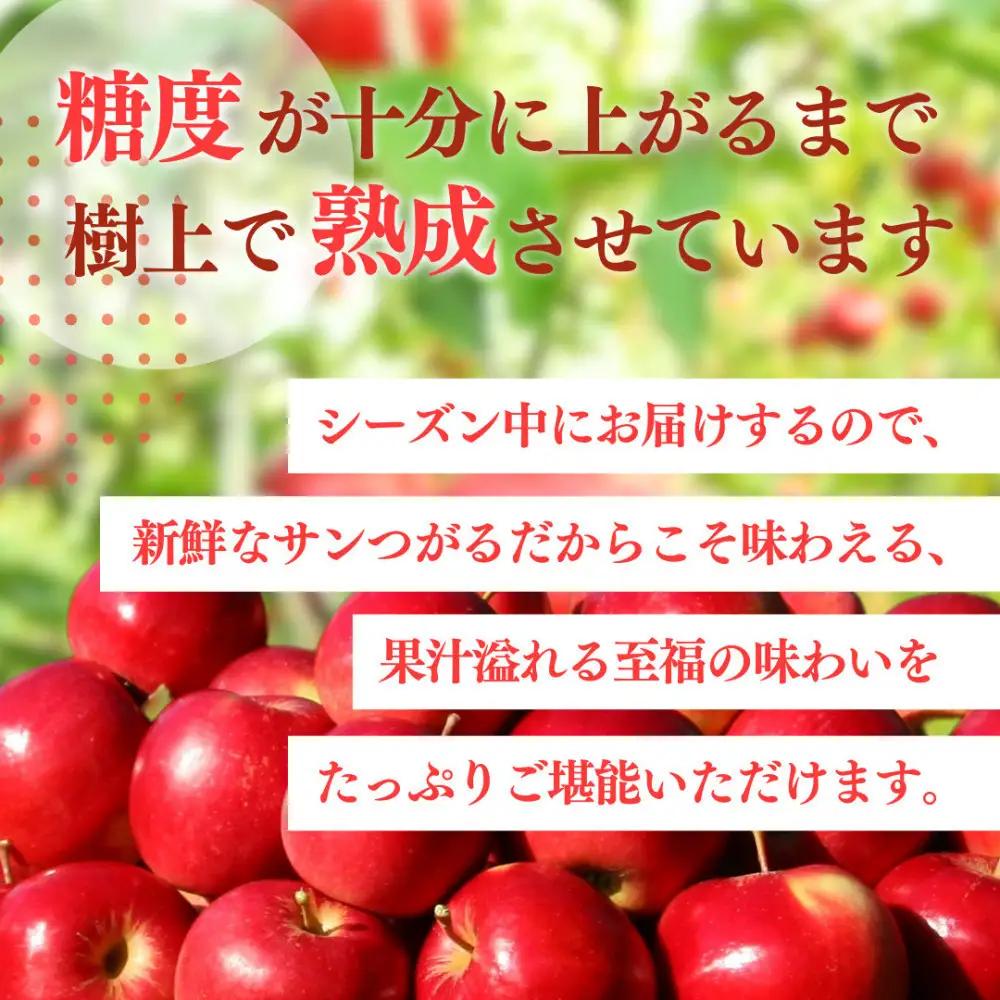 【8月下旬発送 先行予約】樹上熟成　サンつがる 3kg | りんご サンつがる 