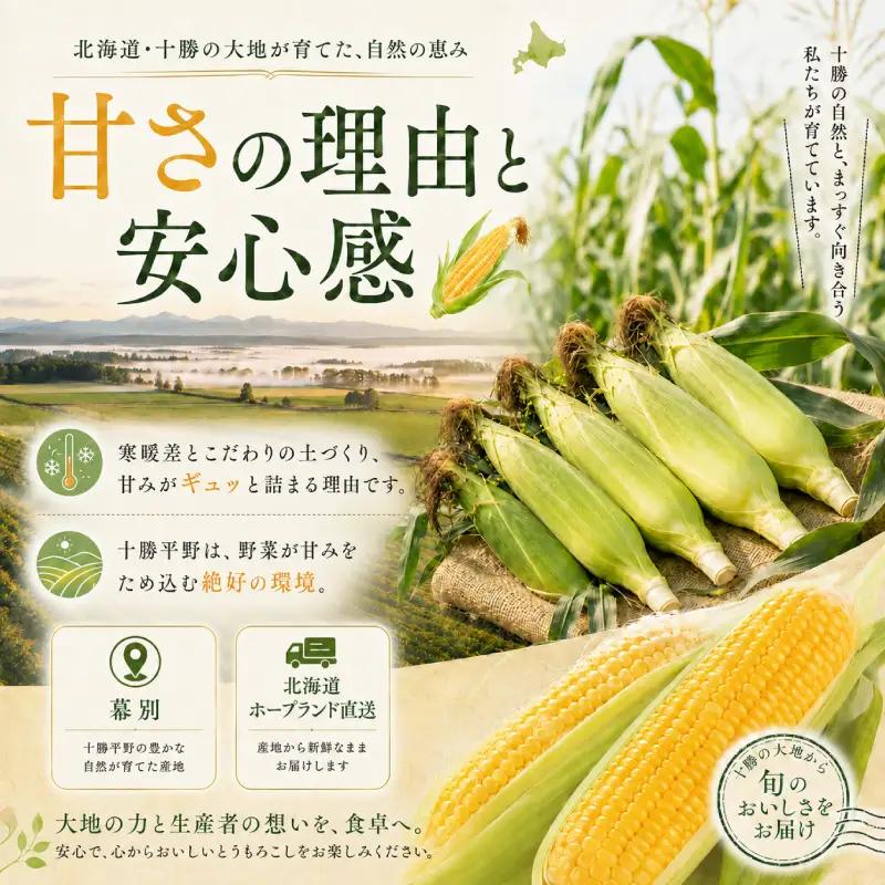 先行予約 2026年 黄とうもろこし 18～20本 とうもろこし