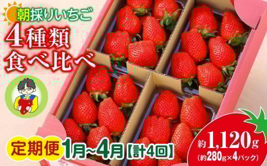 【2026年 先行予約】 ＜定期便1月～4月＞ いちご 4種類食べ比べ 約280g×4パック 1120g 計4回 | イチゴ 苺 高品質 たっぷり 新鮮 完熟 旬 ストロベリー 高級 産地直送 果汁 甘い あまい 人気 高評価 高糖度 ごほうび プレゼント 朝採れ やよいひめ ななか 恋みのり あまおとめ あすかルビー 贈答用 群馬県 前橋市