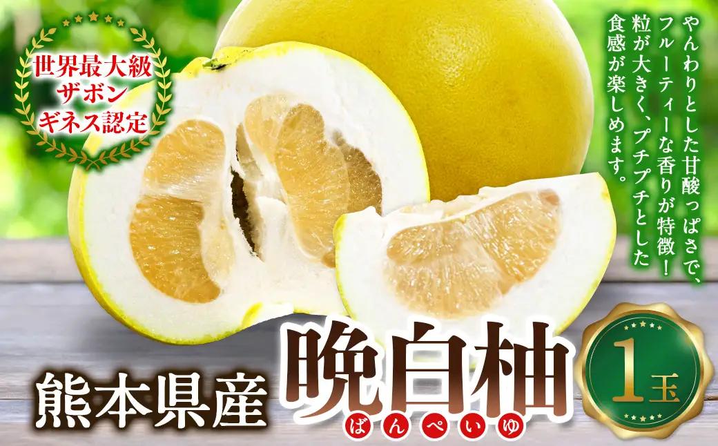 熊本県産晩白柚 1玉入り 【2026年12月下旬発送開始】 みかん ミカン 柑橘 果物 くだもの フルーツ