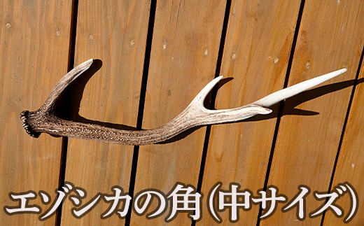 
                  福島町産　エゾシカの角（中サイズ） ふるさと納税 人気 おすすめ ランキング エゾシカ えぞ鹿 蝦夷しか 蝦夷鹿 角 中 鹿角 用途自在 天然 素材 オブジェ アクセサリー 贈答 贈り物 ギフト プレゼント 北海道 福島町 送料無料 FKB007
                
