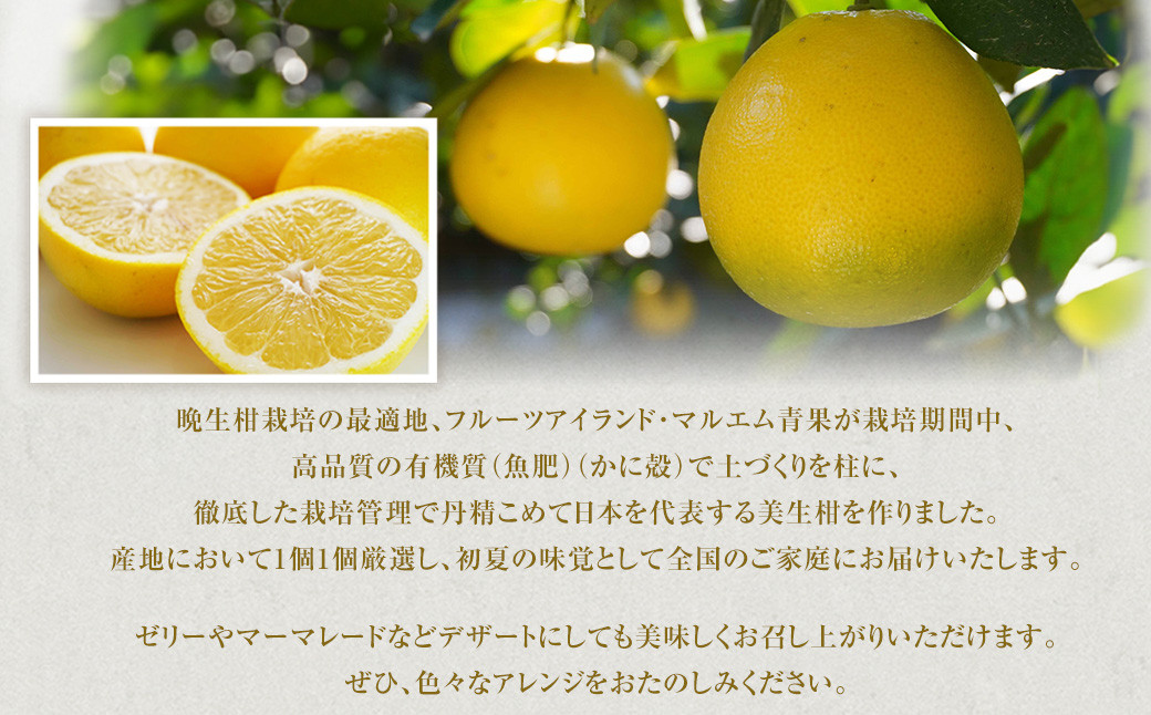 【訳あり】美生柑（みしょうかん）約10kg【2024年3月上旬～5月下旬発送予定】【えひめの町（超）推し！（愛南町）】（455）