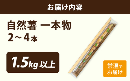 【期間限定】【数量限定】自然薯（2~4本）1.5kg以上 自然薯 とろろ