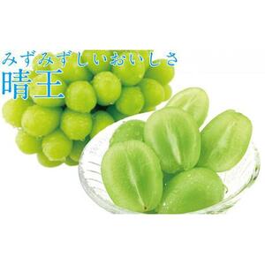 ぶどう 2026年 先行予約 9月・10月発送 シャイン マスカット 晴王 2房（合計約1kg）×2回 ブドウ 葡萄  岡山県産 国産 フルーツ 果物 ギフト