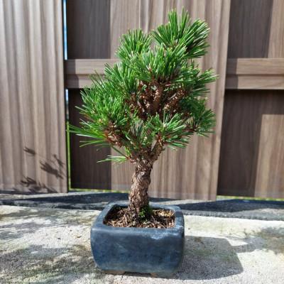 ふるさと納税 浅口市 盆栽 千寿丸 1鉢 【古城愛朋園】