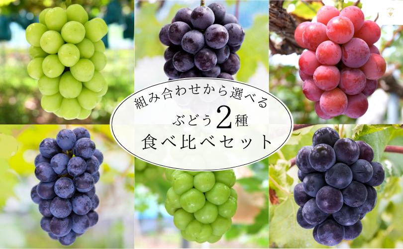 
                  ぶどう2種類【2026年先行予約】組み合わせの中から選べる 食べ比べセット 1kg｜ぶどう2種類 ぶどう 葡萄 シャインマスカット ピオーネ クイーンニーナ BKシードレス オーロラブラック 瀬戸ジャイアンツ 果物 くだもの フルーツ 真庭市 花笑み農園【hana-2set】
                