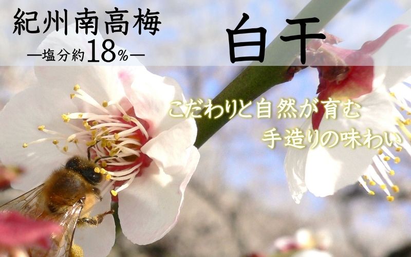 紀州南高梅 白干 500g×2 塩分 約18% 【yamada012A】