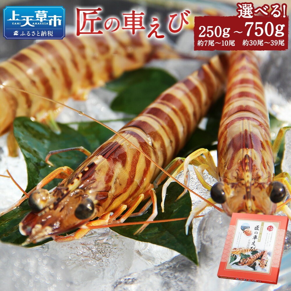 【ふるさと納税】【選べる内容量】 匠の車えび 活き締め急速冷凍 250g～750g 約7尾〜39尾 化粧箱入り 海の幸 高級食材 車海老 ふるさと納税天草市 ふるさと納税海鮮 冷凍エビ 車海老 くるまえび 車えび 冷凍えび 刺身 海鮮セット 冷凍海鮮 国産 熊本県 上天草市 送料無料