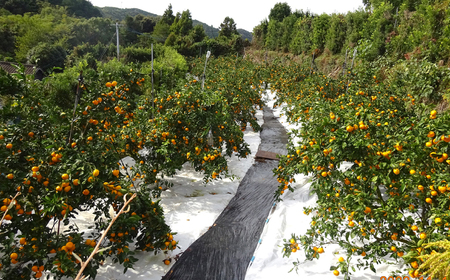 先行予約 原口みかん 10kg サイズ混合 みかん CFW003]