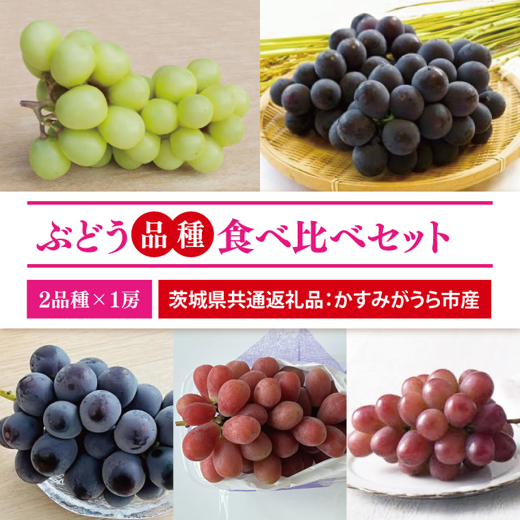 【先行予約】【2025年9月より発送開始】ぶどう2品種食べ比べ 各1房ずつ（茨城県共通返礼品：かすみがうら市産）|葡萄 ぶどう ブドウ 果物 くだもの フルーツ 数量限定 かすみがうら市産 共通返礼品 茨城県 大子町（CD170）