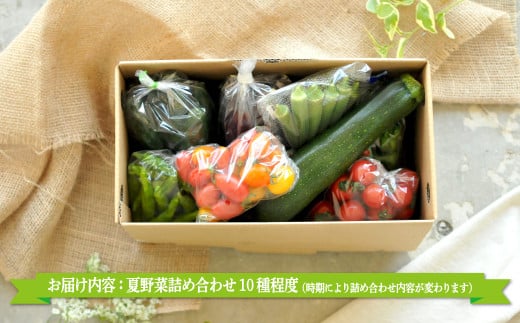 《令和7年分》数量限定！季節のお野菜詰め合わせ 夏(配送時期：7月～8月)【01017】